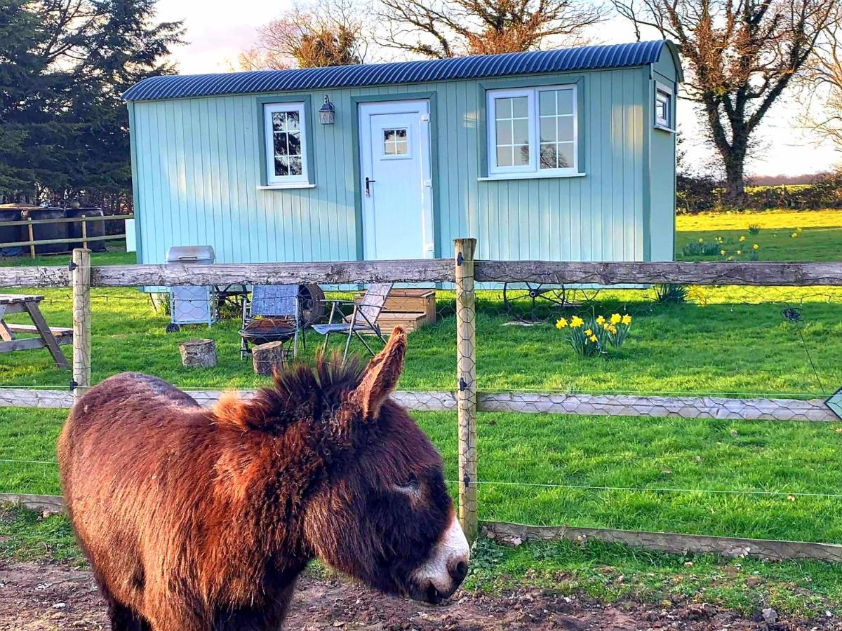 Starry Meadow & Rescued Animal Experiences Villa Great Yarmouth Kültér fotó